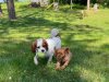 1-Dogs