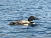 1-Loon