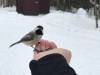 1-feeding-bird