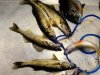 11-Walleyes