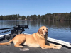 Drake in Boat